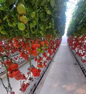 En una superficie de 1,346 hectáreas: Querétaro concentra 384 unidades productivas bajo agricultura protegida