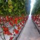 La horticultura protegida sigue creciendo, asumiendo retos importantes para mantener su competitividad