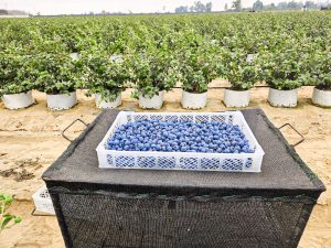 Expertos internacionales abordarán temas claves para conseguir un arándano de calidad