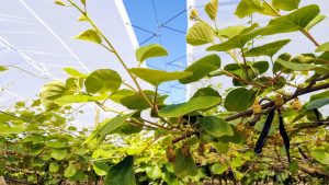 Expertos abordaron la gestión de riego y nutrición en exitosa primera sesión de "Viernes del Kiwi"
