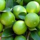 Un recubrimiento natural busca prolongar la vida poscosecha del limón