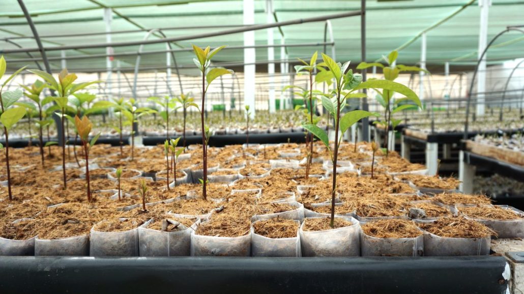 Portainjertos clonales de palto