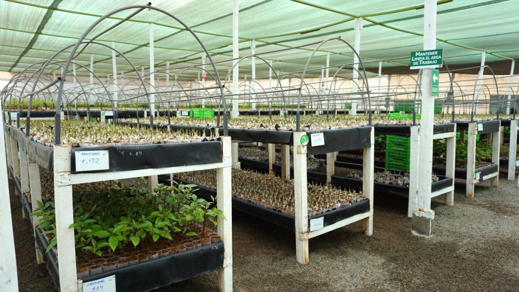 Portainjertos clonales de palto