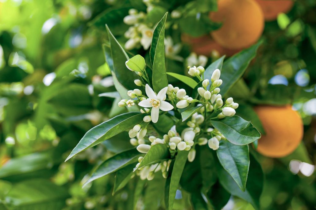 Flores de mandarinas