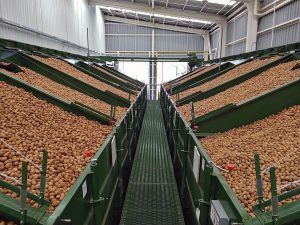 Exportación de nueces chilenas registraron una caída de 27% en 2024