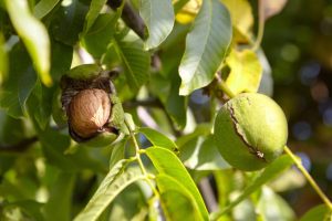 Se suman competidores: China permitirá el ingreso de frutos secos desde Argentina