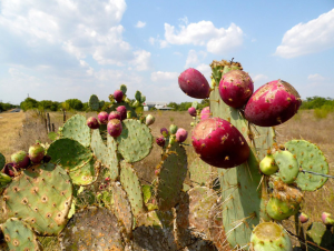 Investigadores mexicanos patentan biofertilizante a partir de residuos de nopal