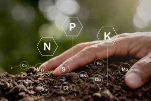 Suelos en huertos de cerezos: Claves para manejar un mundo vivo y desconocido