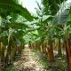 El futuro del banano frente al Fusarium TR4 dependerá de los microorganismos