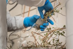 En Colombia usarán plantas medicinales para controlar los gorgojos del maíz de forma natural