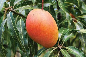 Sunshine Export estudia 10 nuevas variedades de mango y proyecta una expansión de sus campos