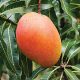 Sunshine Export estudia 10 nuevas variedades de mango y proyecta una expansión de sus campos