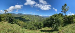 Más de una década impulsando las exportaciones, la sostenibilidad y el desarrollo del aguacate colombiano