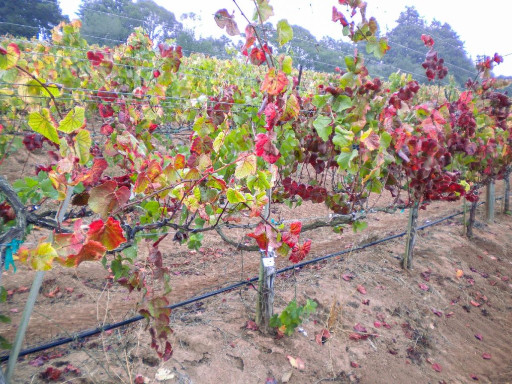 Virus de la mancha roja en vid