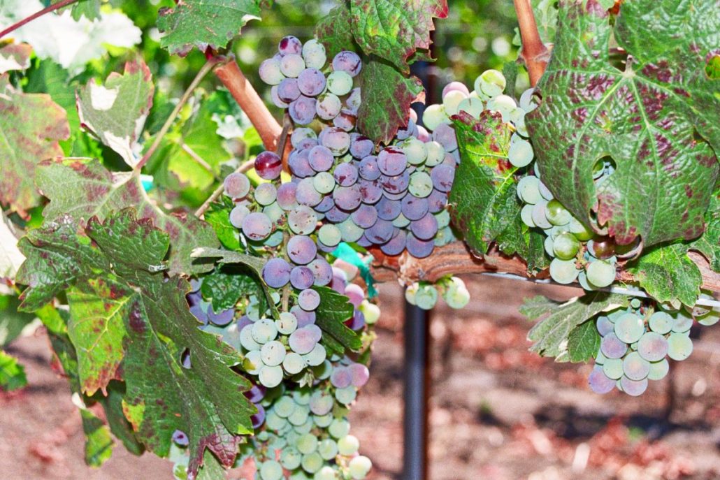 Virus del enrollamiento de la hoja de la vid