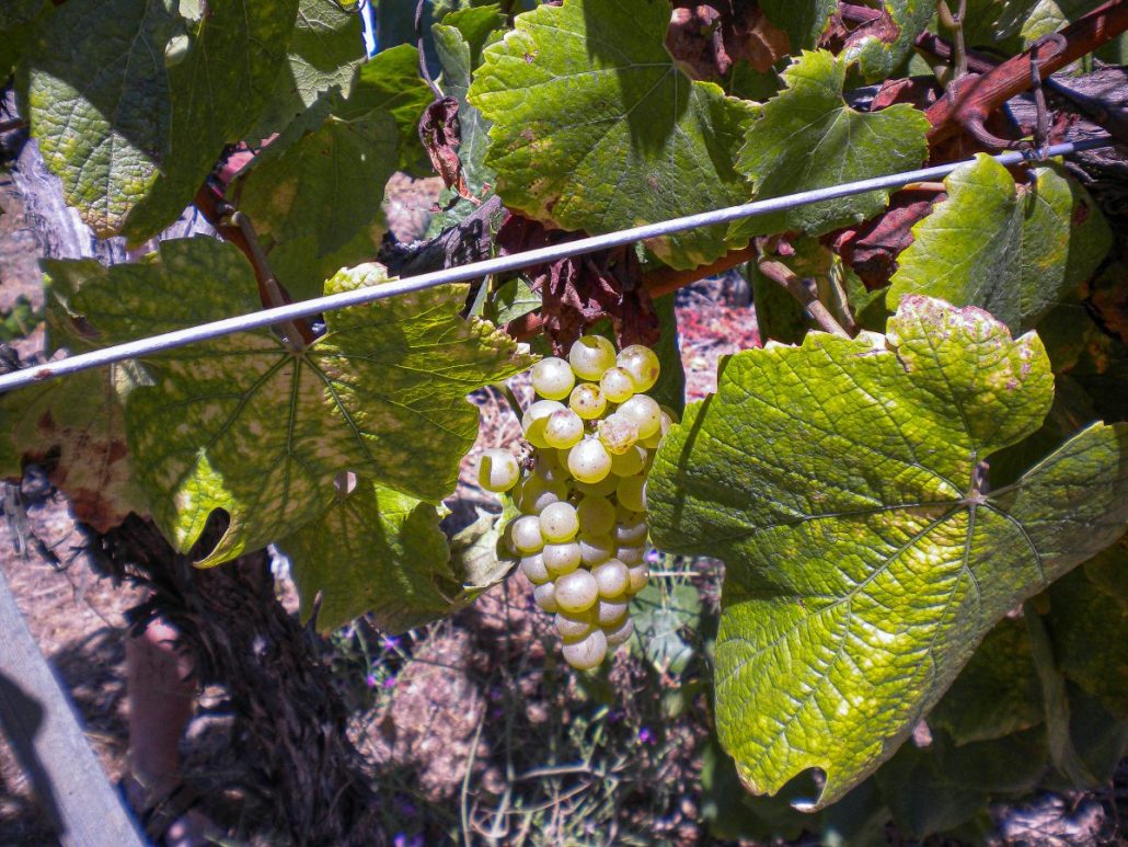 Enfermedad del virus del enrollamiento de la hoja de la vid