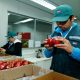 Chile y Perú reanudan la exportación de manzanas chilenas tras casi tres meses de suspensión