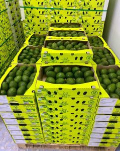 Productores colombianos fortalecen la exportación de Hass con el programa de inspección en puntos de origen