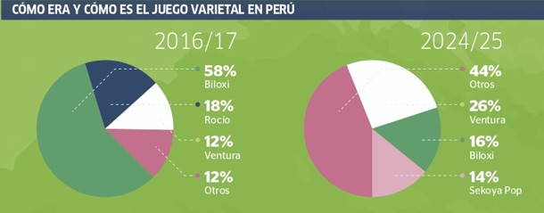 Infografía arándanos Perú 2025
