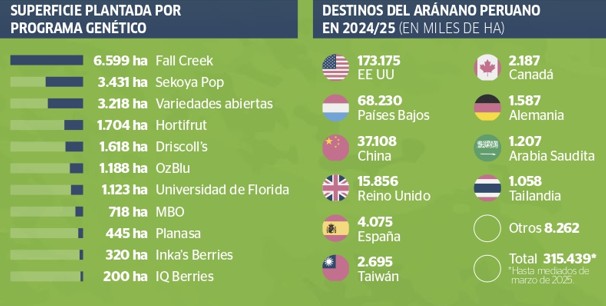 Infografia arándanos Perú