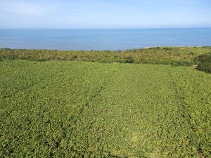 Uniban: Construyendo nación y exportando a los mercados más exigentes del mundo