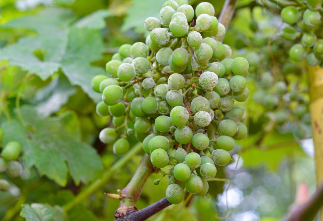 Uva de mesa con oídio