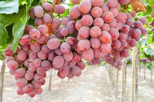 La uva asume retos cada vez más permanentes y decisivos