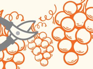 Una nueva gran cosecha de la uva peruana