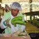 Sanidad vegetal y productividad, entre los temas que abordará el Congreso Bananero