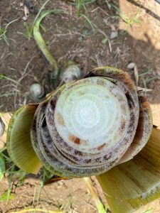 Aprendiendo a convivir  con el marchitamiento de las musáceas del banano