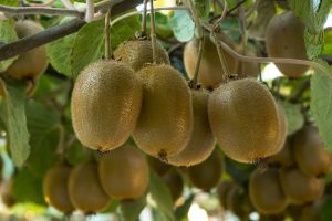 Preparativos para el invierno y precauciones por heladas para evitar PSA