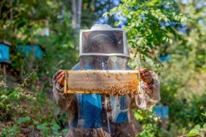 México se ubica en el top 10 entre los principales productores de miel a nivel mundial