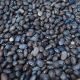 Gobierno mexicano crea nueva productora de semillas para fortalecer el campo
