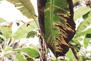 Manejo integrado, el gran aliado para controlar Sigatoka negra