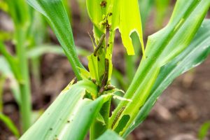 UPL y Provivi llevarán tecnología de avanzada en el control de plagas a los agricultores mexicanos