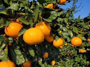 Científicos descifran la resistencia al HLB y desarrollan tratamiento con inteligencia artificial