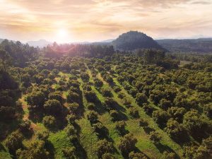 Industria mexicana del aguacate se une para presentar "El Camino a la Sostenibilidad"