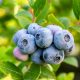 Cómo las fitohormonas regulan el crecimiento, floración y fructificación del arándano