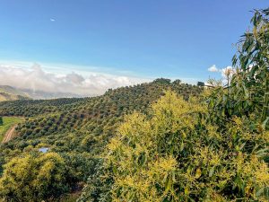 Una mirada sobre el presente y futuro  del aguacate Hass colombiano