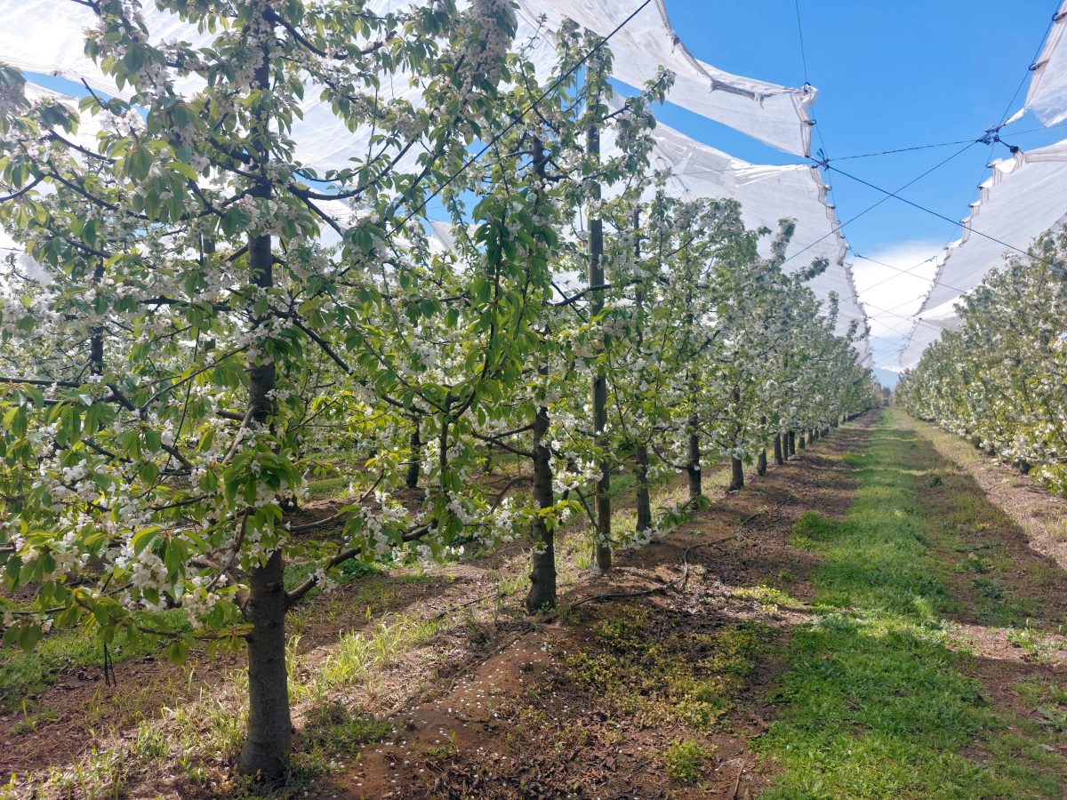Cubiertas plásticas en cerezos: protección, eficiencia hídrica y avances en la región del Maule