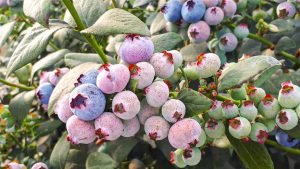 Botrytis en arándano: cuando la prevención lo es todo