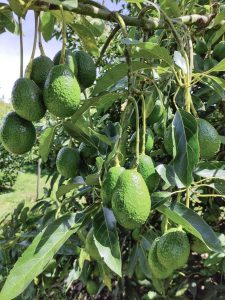 EE UU, el mercado que seduce al aguacate colombiano