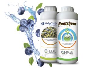 Bioestimulantes en arándanos: Más vigor, más rendimiento