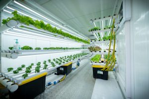 Sistema permite cultivar hortalizas durante todo el año con un mínimo uso de recursos