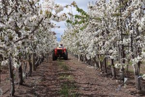 Microbiota fúngica del cerezo y sus implicancias en el manejo sustentable de pudriciones por Botrytis y Alternaria