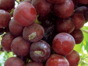 Del campo al packing: las claves del manejo de frío para garantizar la calidad de la uva de mesa