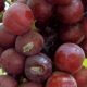 Del campo al packing: las claves del manejo de frío para garantizar la calidad de la uva de mesa