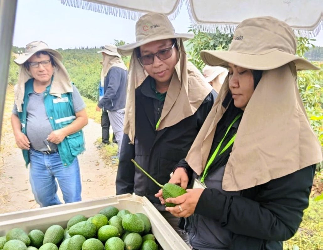 Palta Hass ingresa al mercado de Tailandia