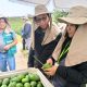 Palta peruana logra acceso al mercado de Tailandia