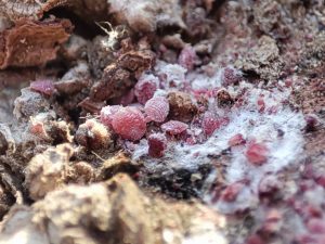 El silencioso avance del chanchito rojo en la uva de mesa